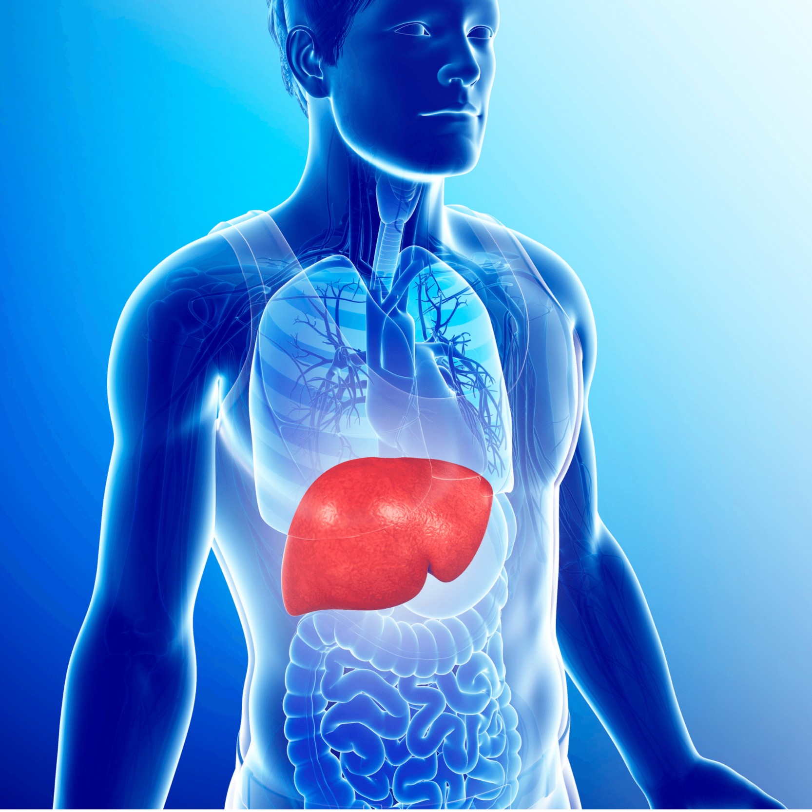 liver transplant in india